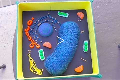 Plant cell science project using  household items