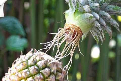 How To Grow Pineapple At Home | Thaitrick