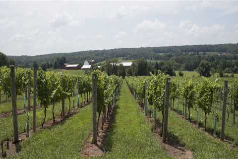 Making Wine in New Jersey: A Step-by-Step Guide