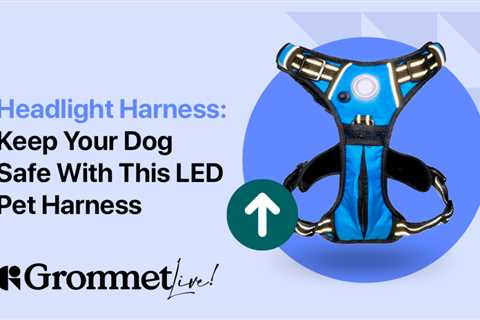 Keep Your Dogs Safe At Night Thanks To Headlight Harness